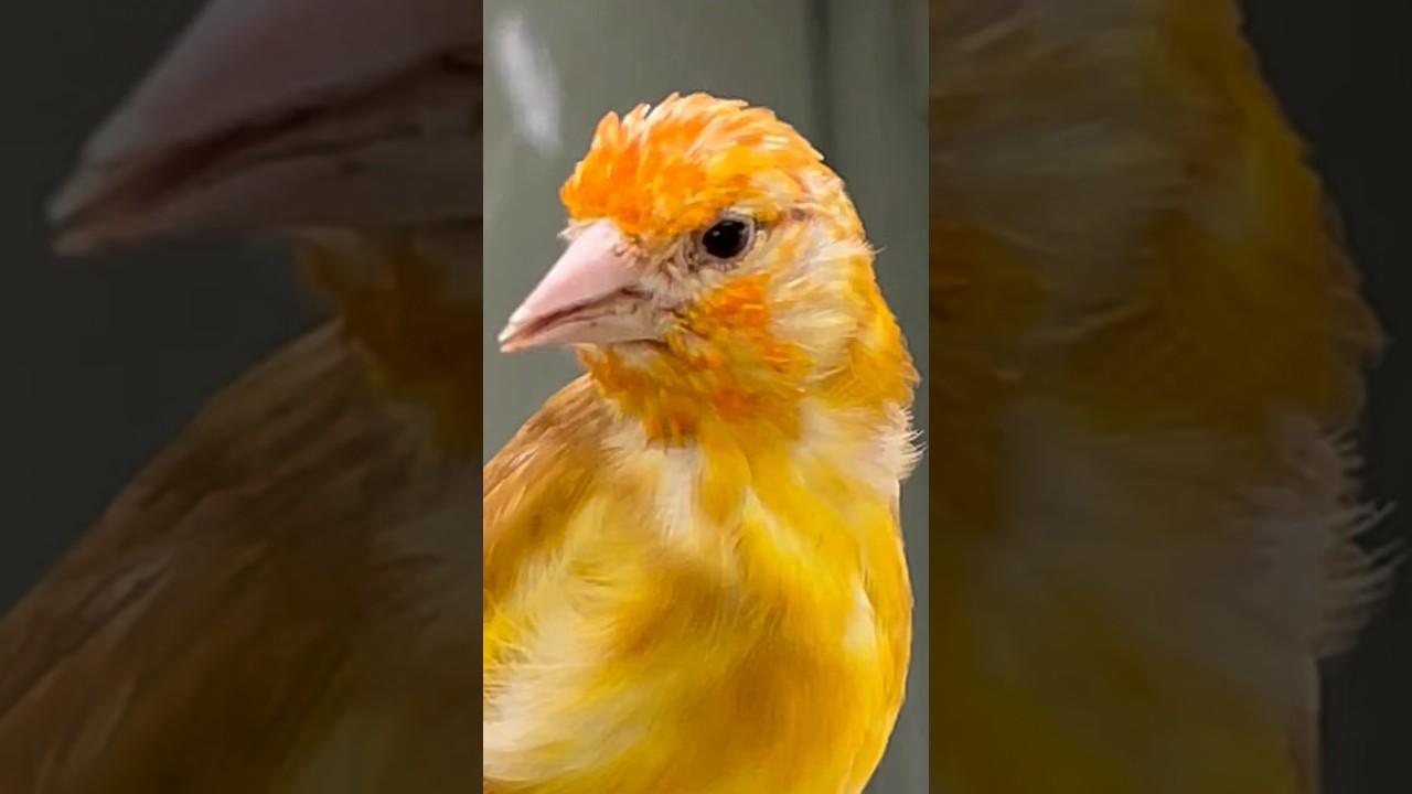 Yellow Goldfinch mutations #nature #bird #birds #animals #jilguero