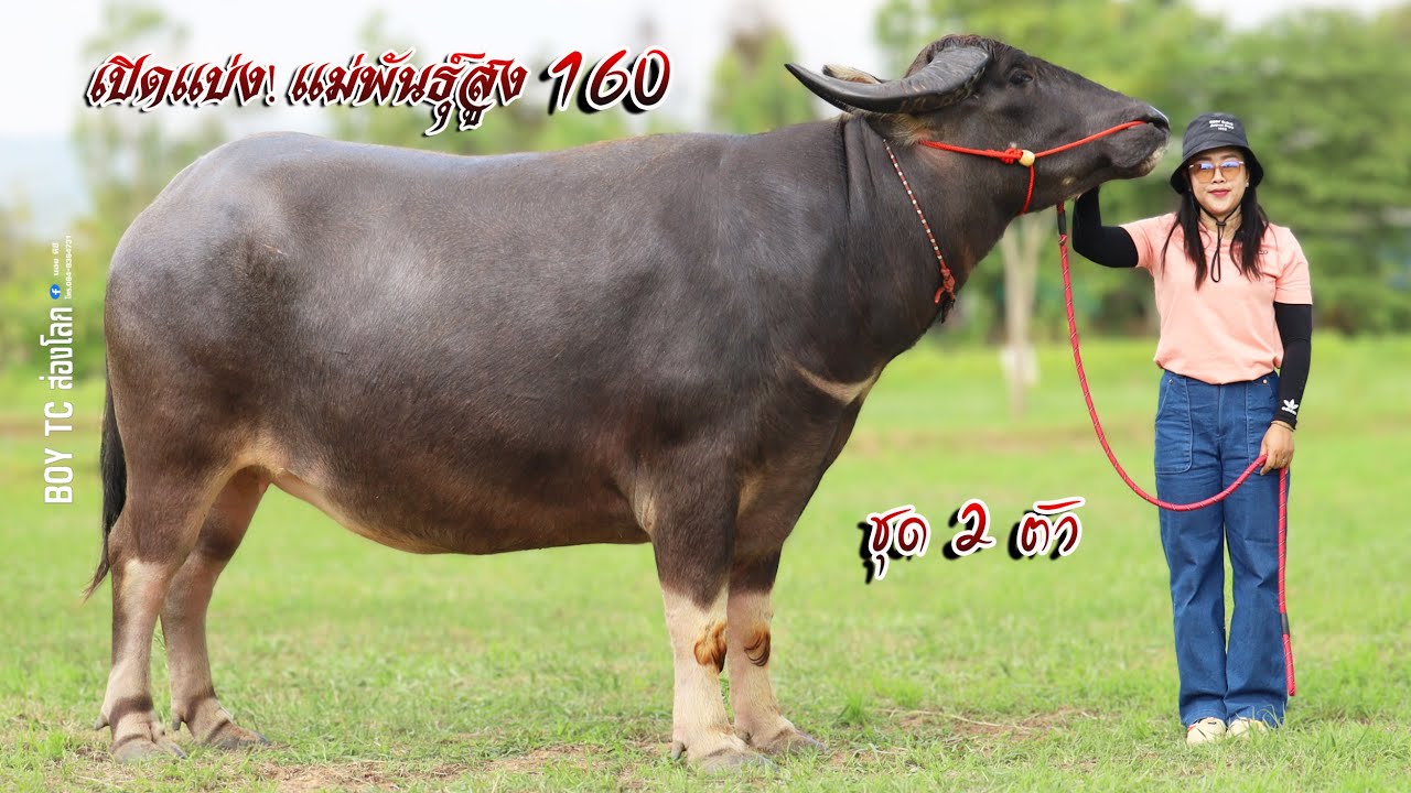เปิดแบ่งแม่พันธุ์ ไซต์ 160 ซม.  และลูกสาวเขาดินดีกรีแกรนด์แชมป์เปี้ยน