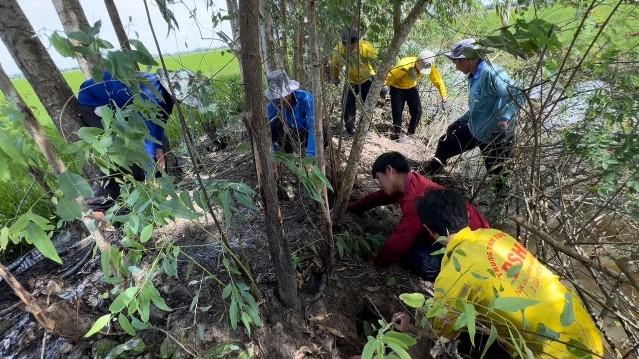 Nước Lũ Tràng Lên Ruộng Lúa Chuột Tập Trung Nhiều Khủng Hoảng | Hunting | - TT2211
