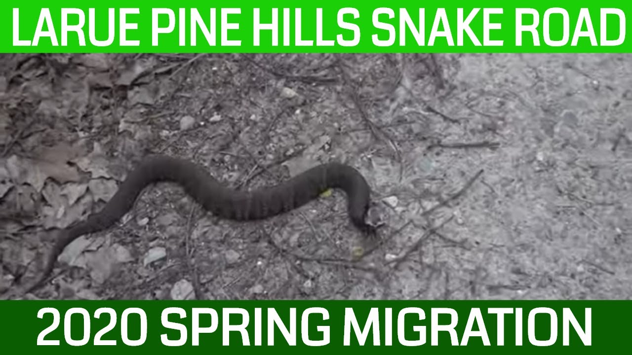 LaRue Pine Hills Snake Road Spring Migration 2020 - Episode 1