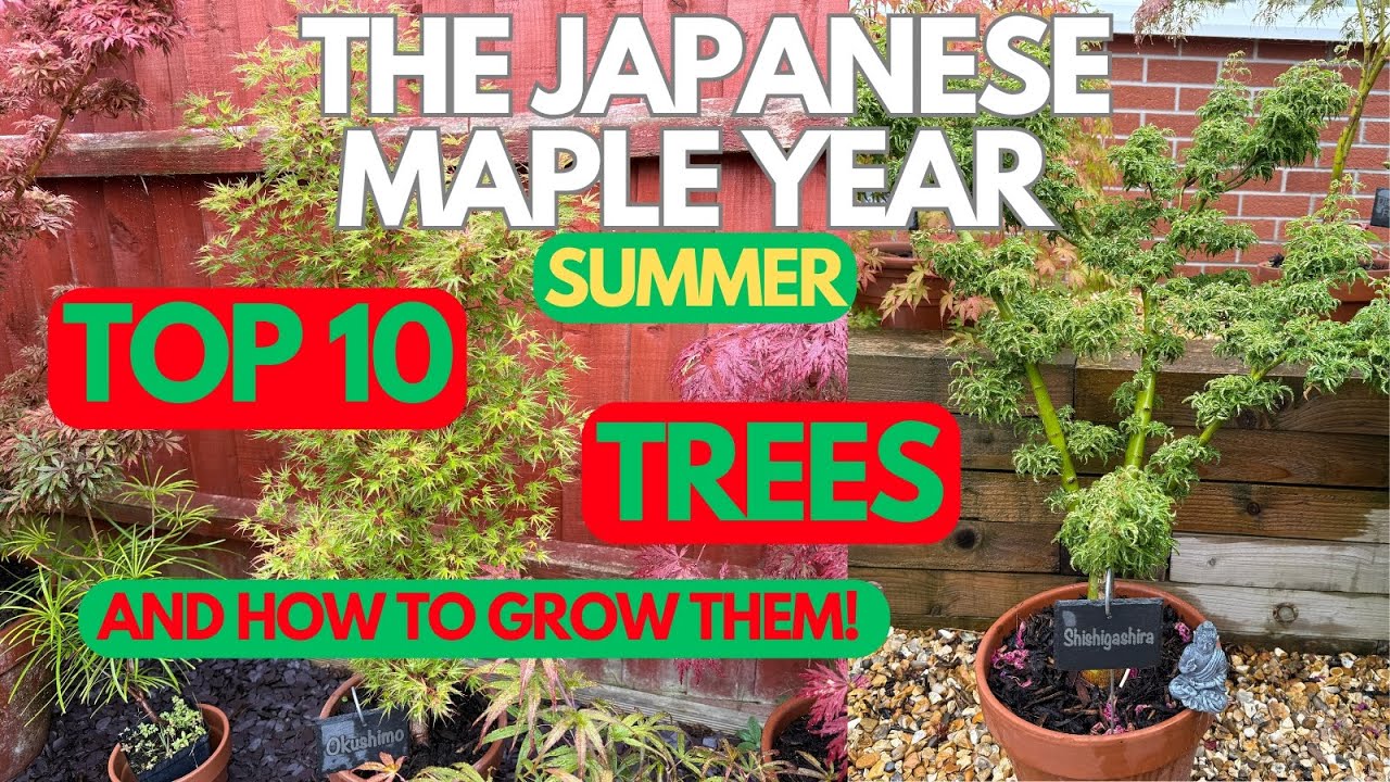 Japanese Maples: Top 10 trees: and how to grow them