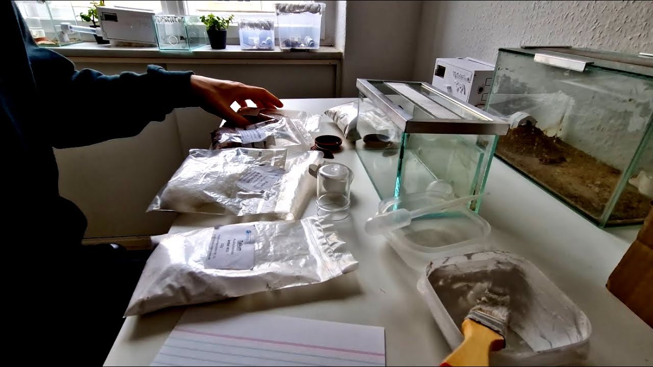 Meine gesammelten Erfahrungen und Misserfolge für Einsteiger - Ameisen Farm richtig einrichten