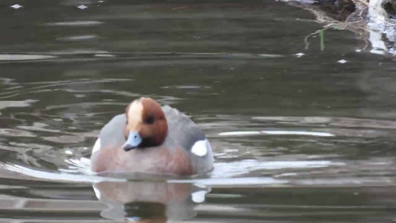相模原沈殿池の水鳥 2026年1月27日／Birds found at Sagamihara Lake 20260127
