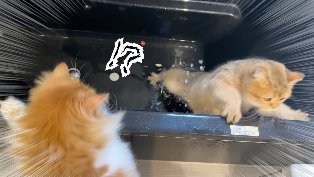 お風呂好きな姉猫の真似をした猫、想定外の結末が待っていた…！