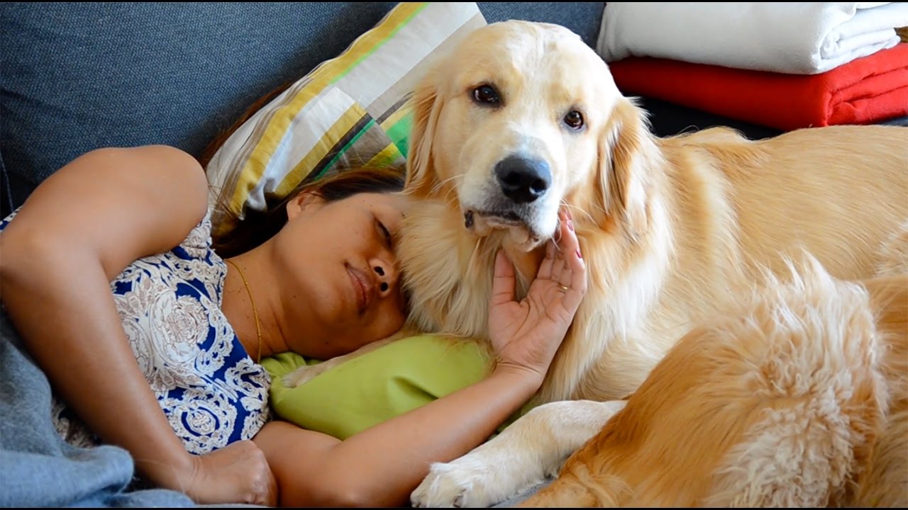 Dogs comforting sick woman on the sofa
