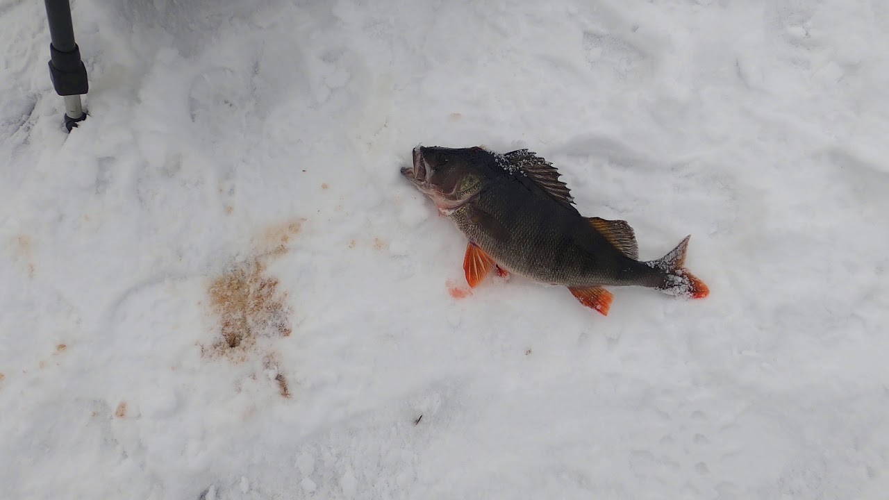 Vinterfiske 2021