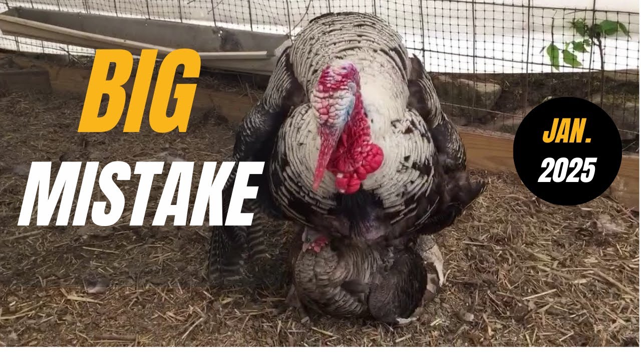 EVERYTHING You Need To Raise Turkeys to MATURITY