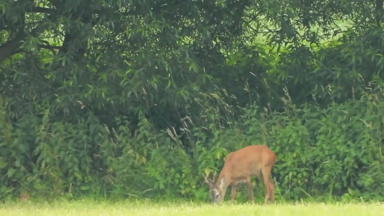 Starker Bock im Feldrevier (Teil 3)