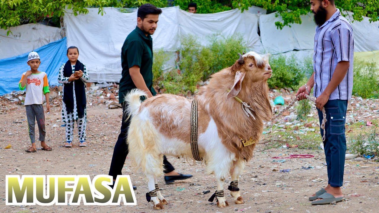 MUFASA Top Quality Goat Look Like A Loin