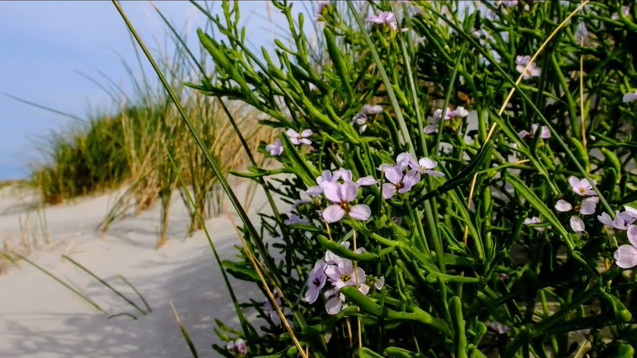 Amrum 3