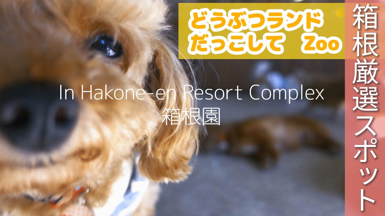 【箱根旅行】箱根園・厳選観光スポットvol.2動物園⁉ふれあいどうぶつランドだっこしてZOO行ってきた！【芦ノ湖】