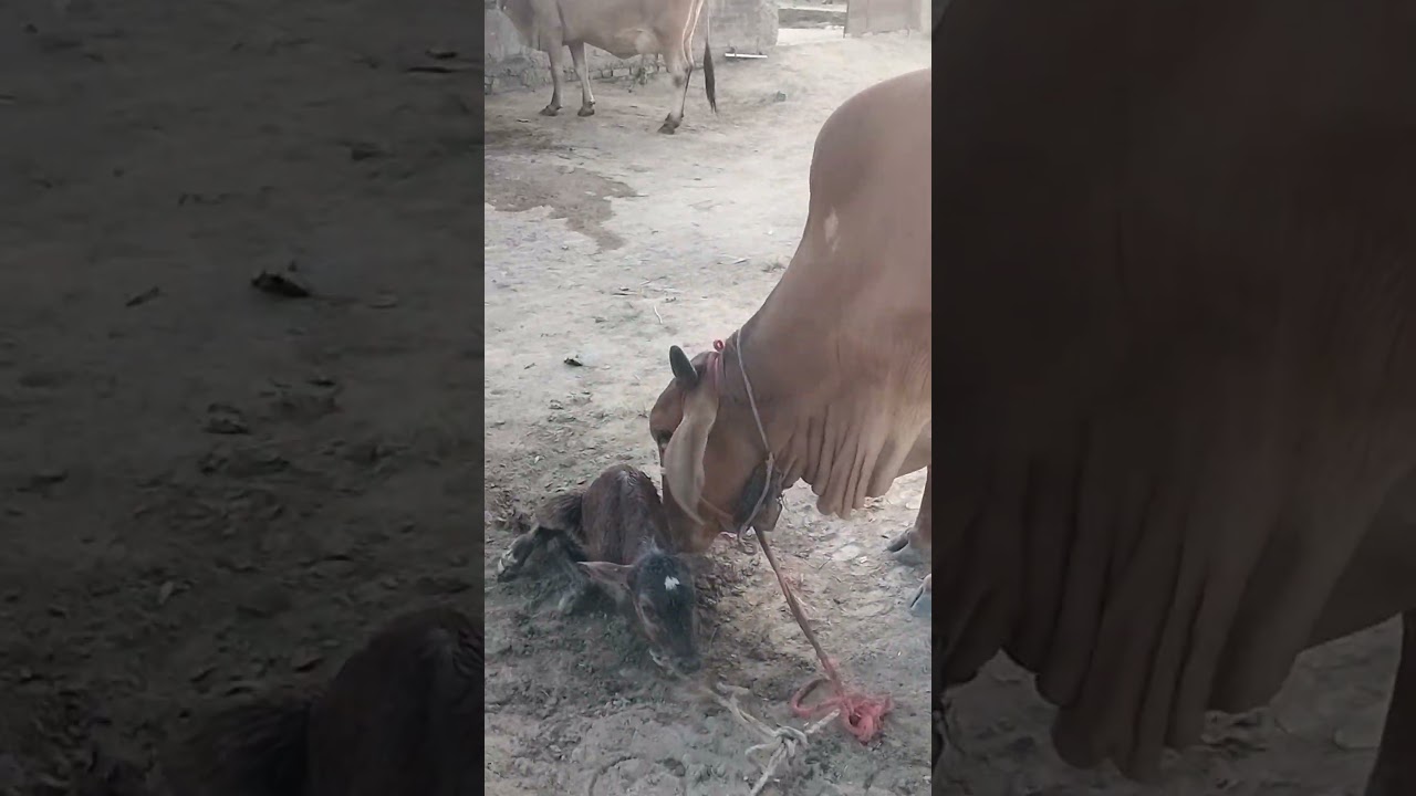 Ramautar dairy farm muradganj Auraiya for sale.  mo.no.8865810993