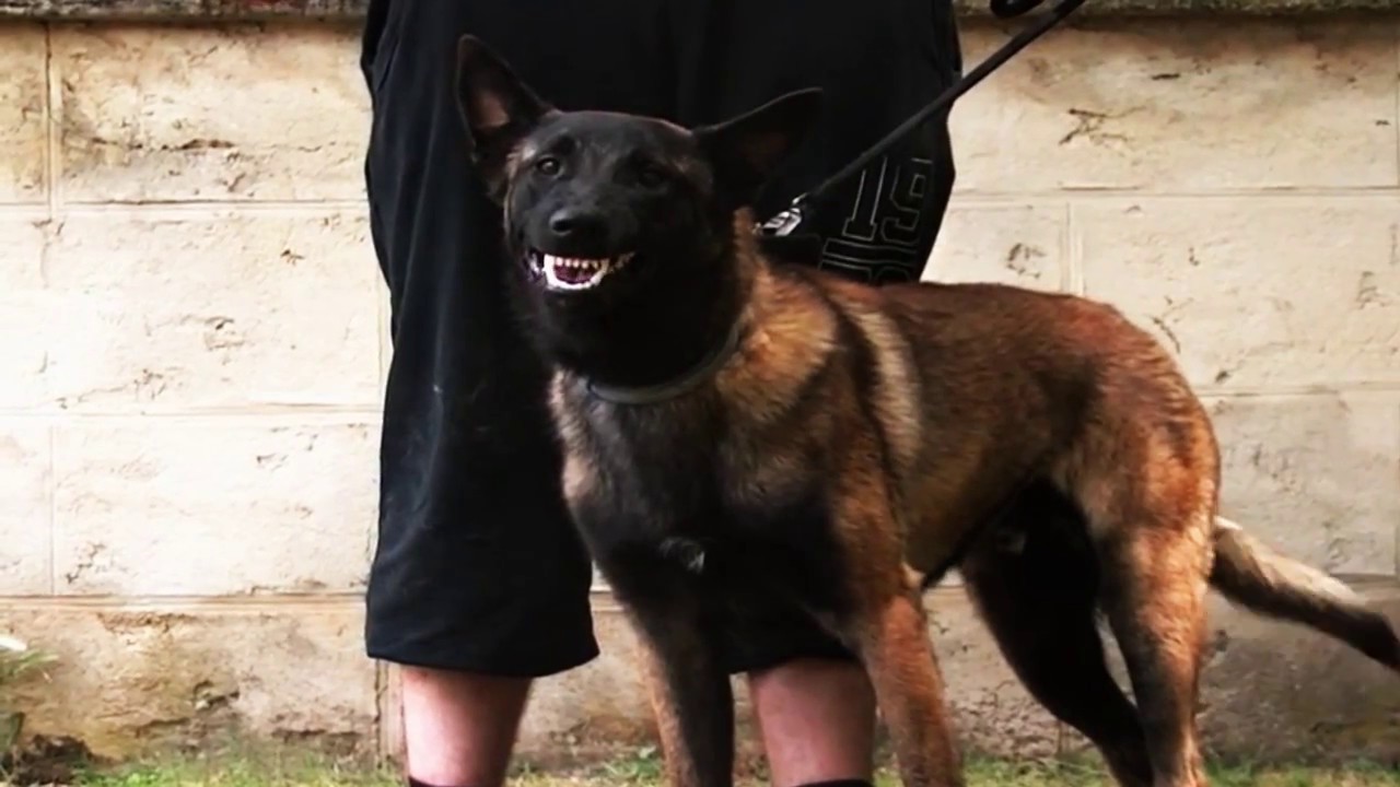 Os Incríveis Pastores Belga Malinois
