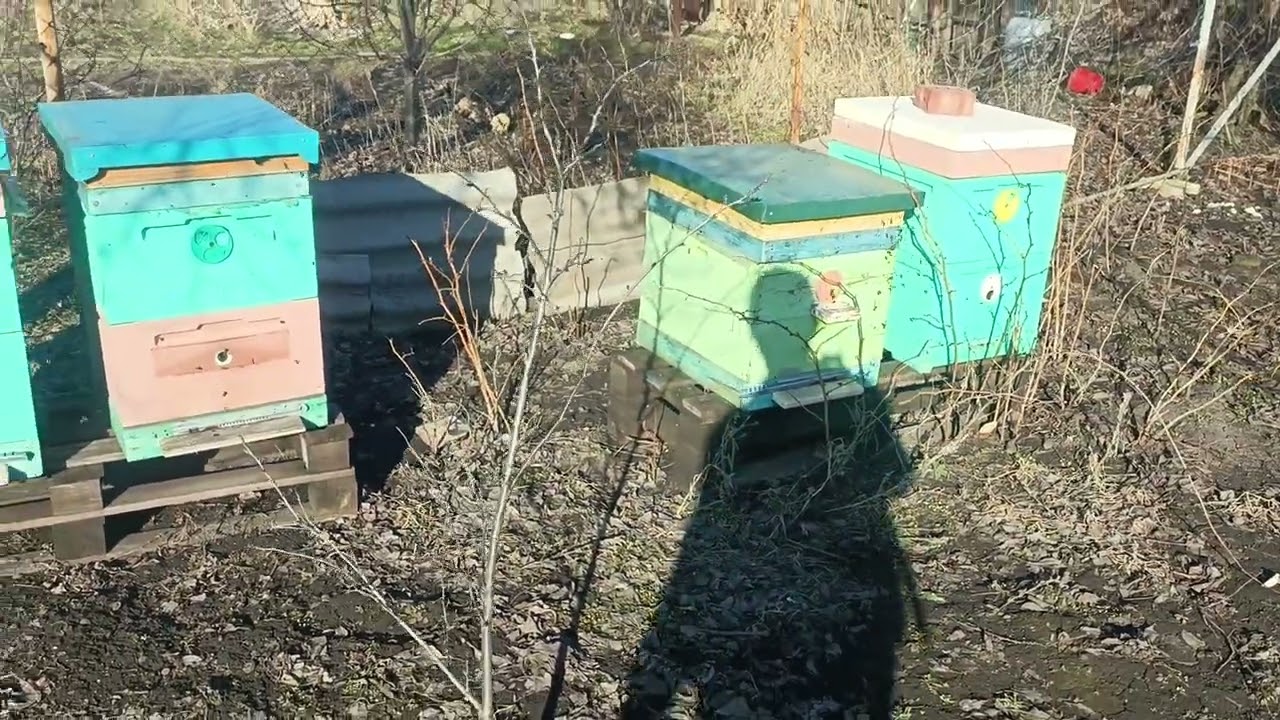 Потери зимовки пчёл 2026
