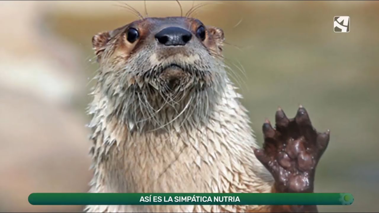 La nutria