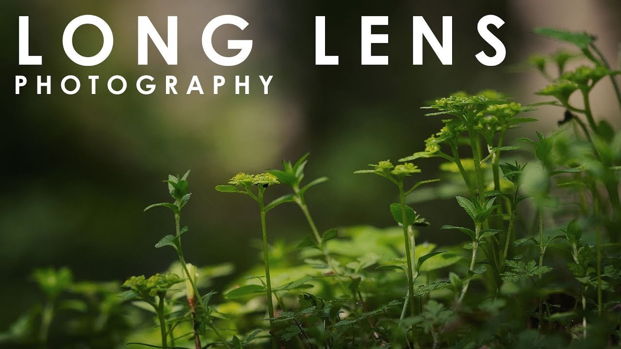 Photographing with long lens in the woods