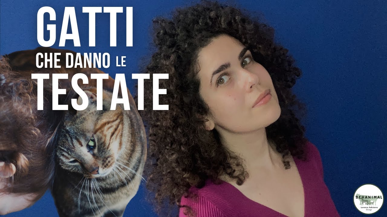 Perché i GATTI danno le TESTATE?