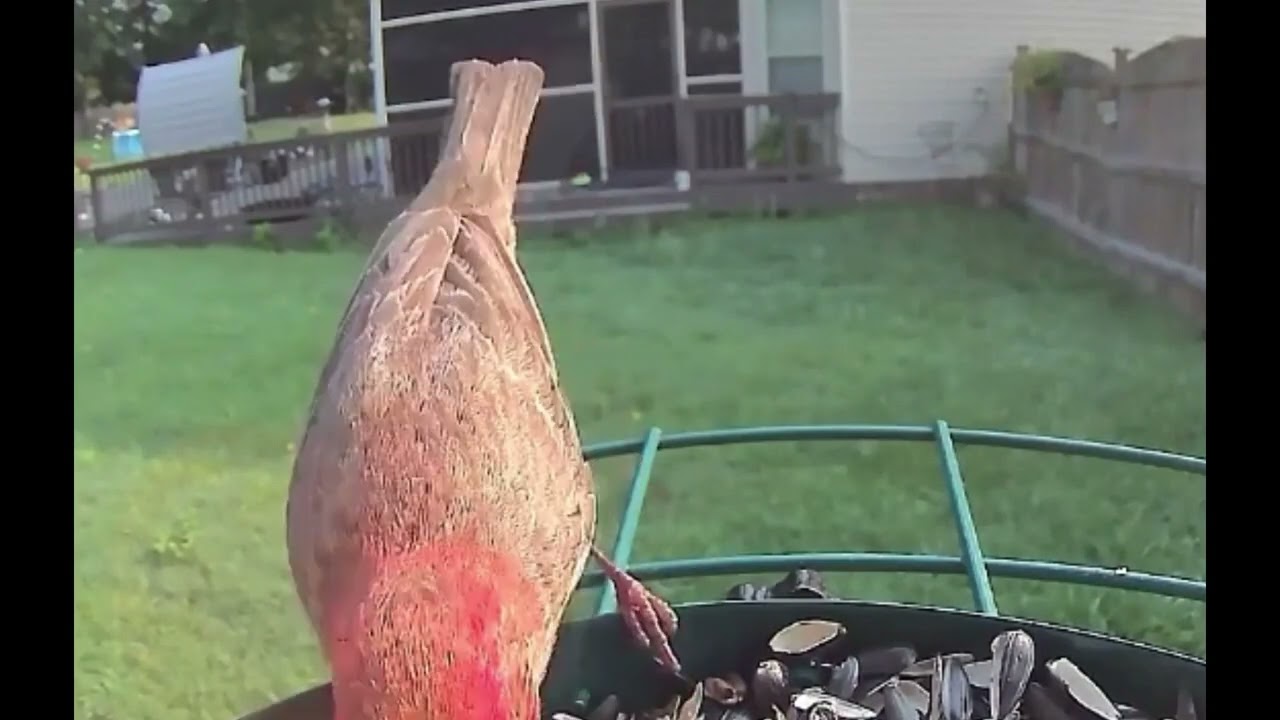 Red bird baby cardinal