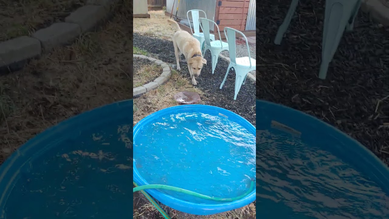 Bluey is having fun today