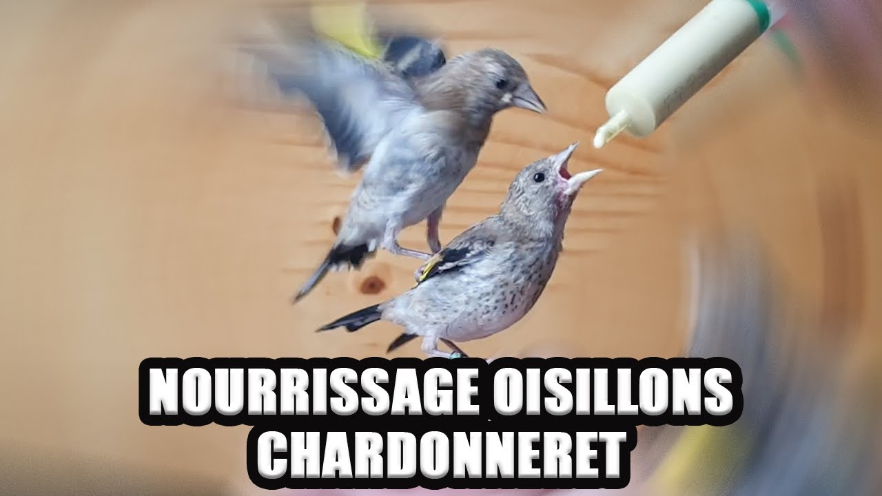 Nourrissage oisillons chardonneret EAM  اطعام فراخ طائر الحسون