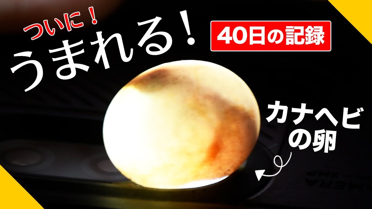 カナヘビの卵から赤ちゃんが生まれるまでの40日間の記録