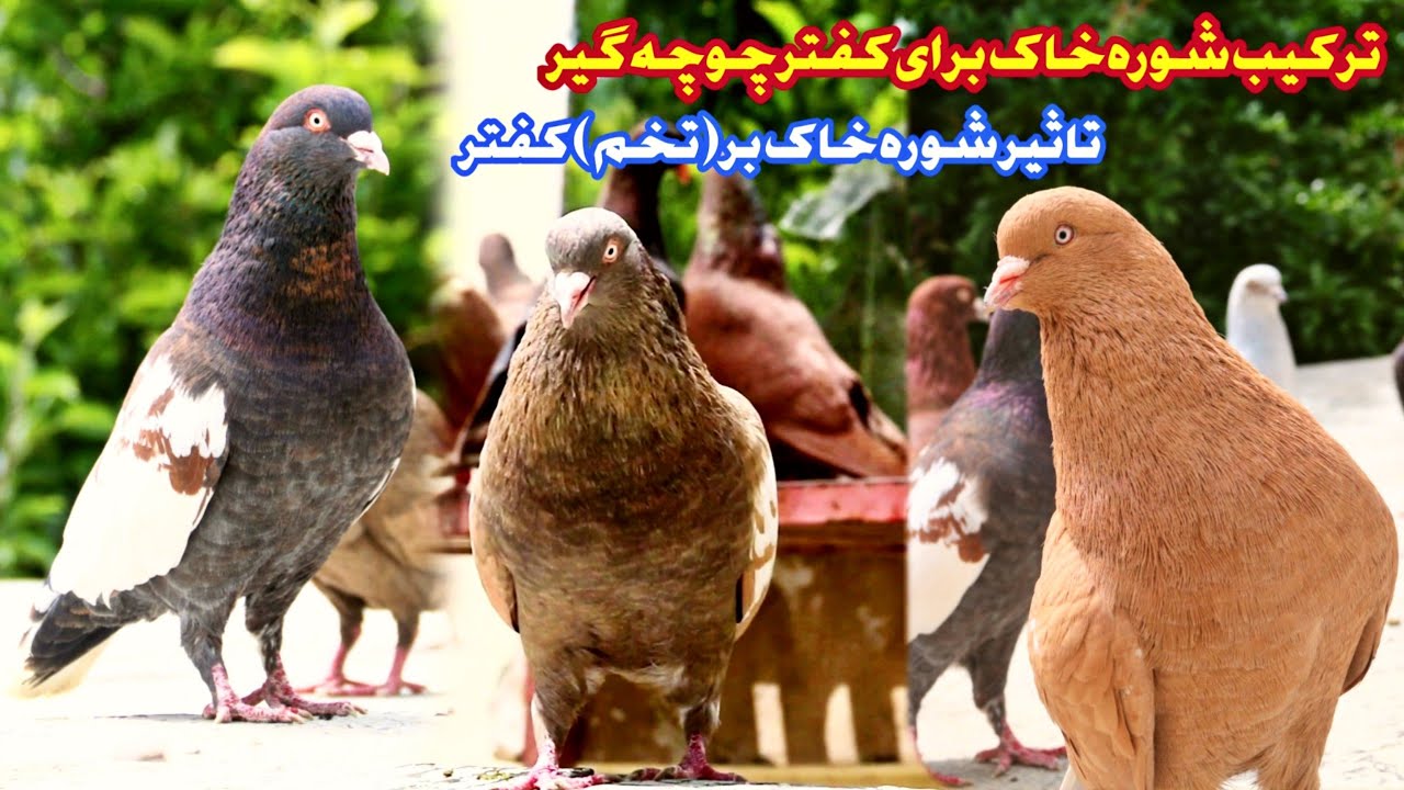 فواید شوره خاک برای کفتر چوچه گیر/ مواد لازمه در ترکیب شوره خاک