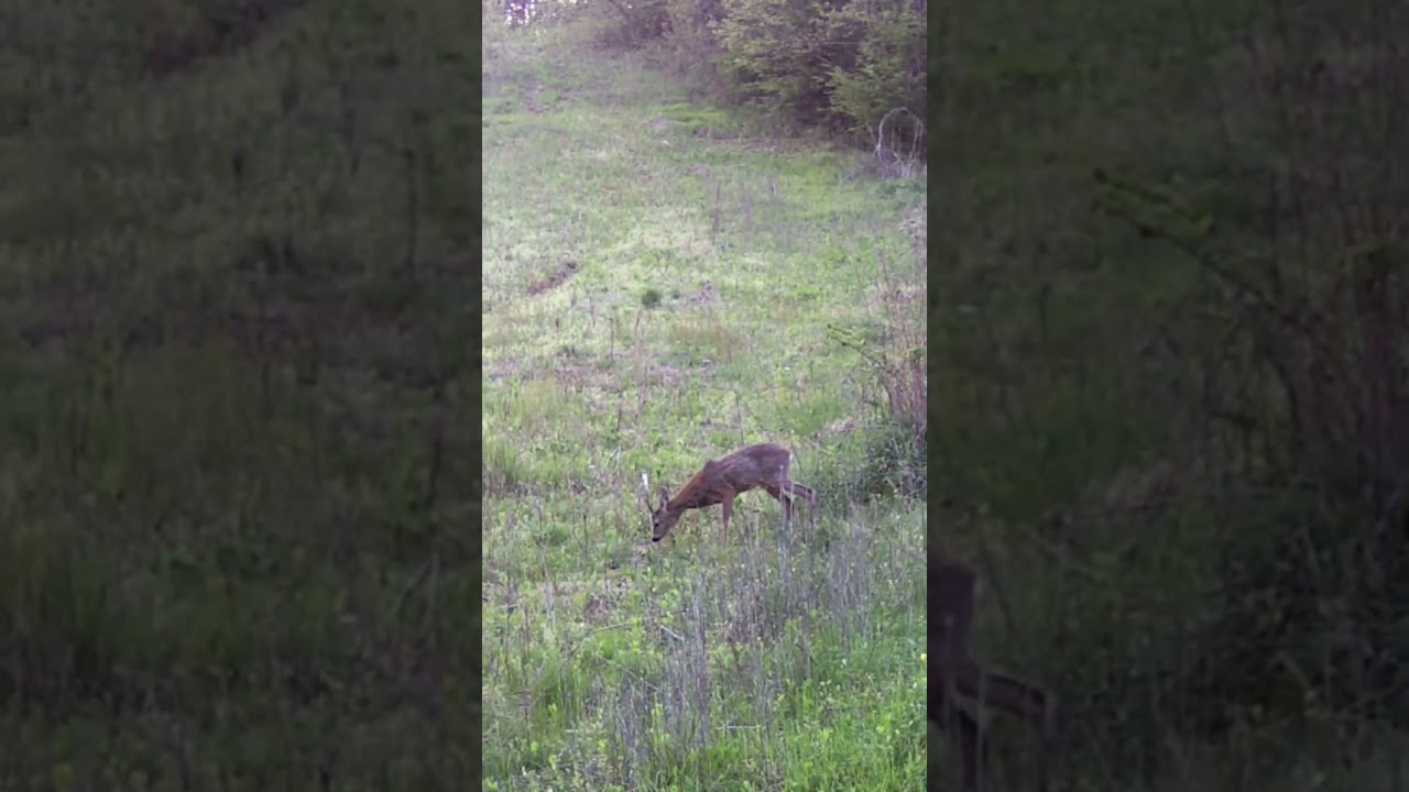 Roe deer hunting | Lov na srndaća | Caccia al capriolo | Охота на косулю