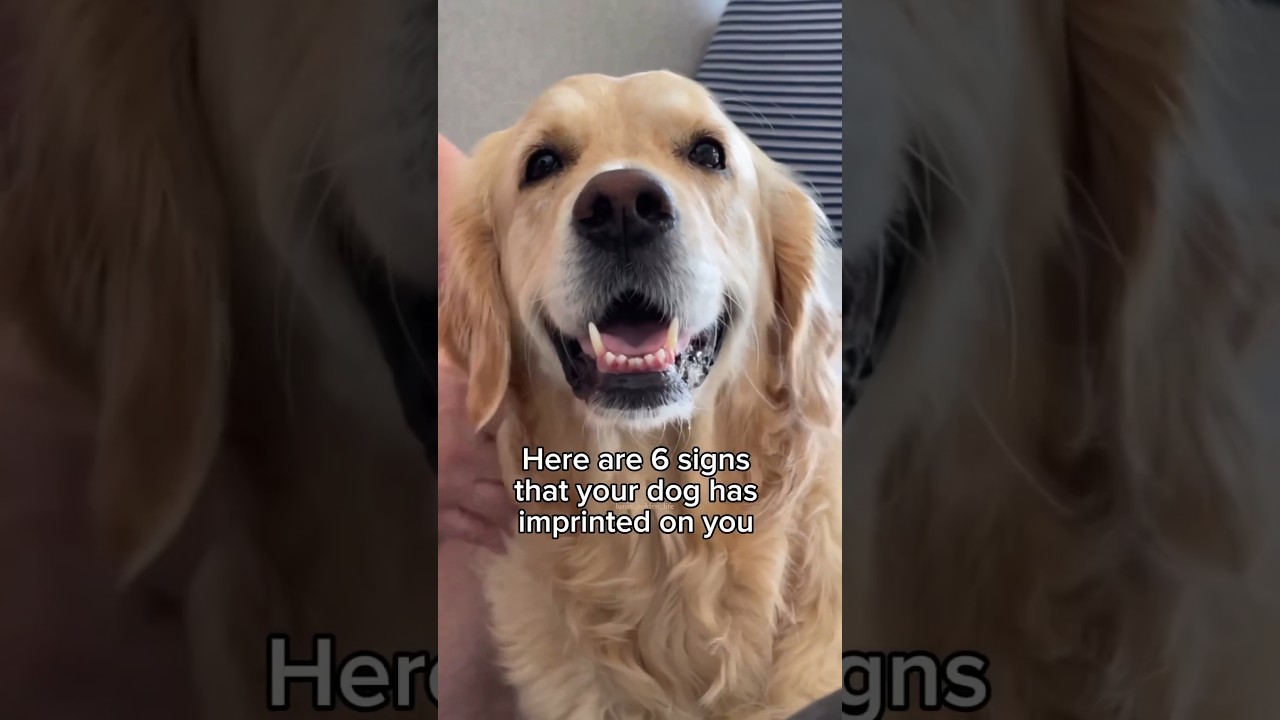 Here are 6 signs your dog has imprinted on you 
