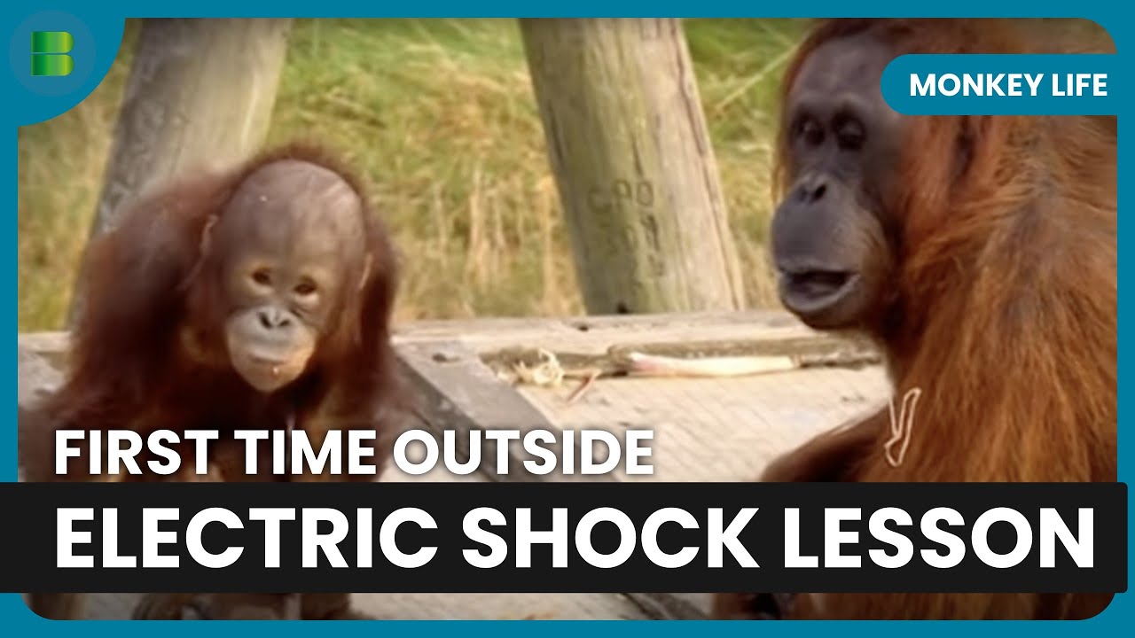Brian Chimpanzee Learns Electric Fence Tough Love