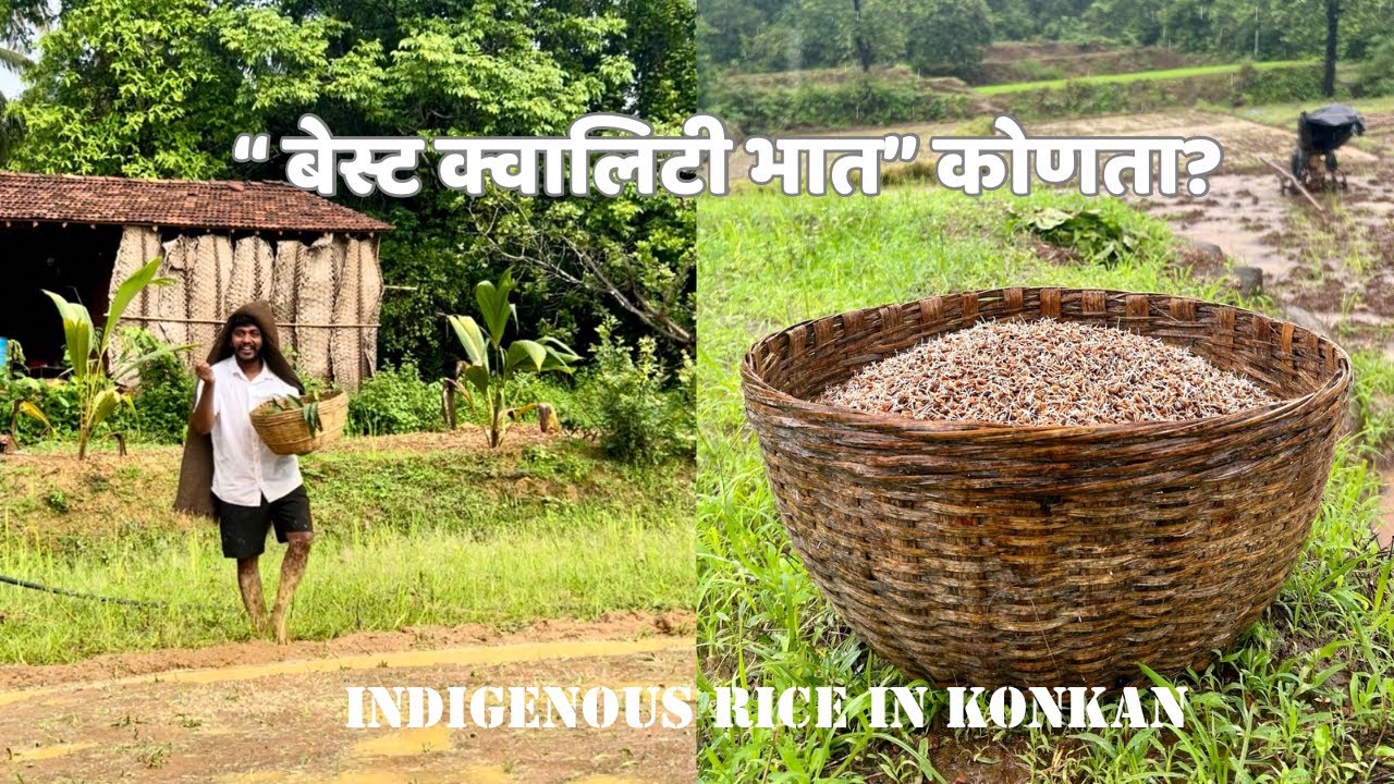 हजारो वर्षे जुन्या गावठी लाल भाताची पेरणी | बेस्ट क्वालिटी भात कोणता?