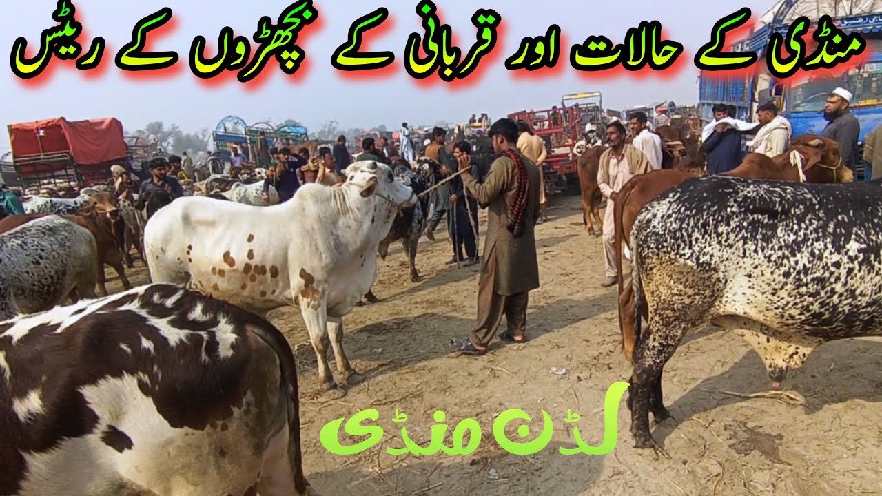Luddan Bachra Mandi Fresh Update | Sahiwal Cholistani Bachra Prices | Bulls & Cattle Market