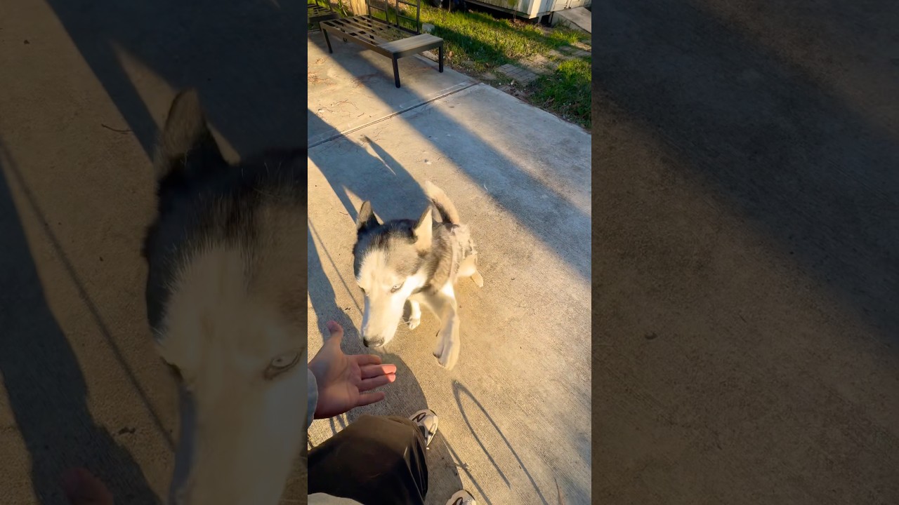 Ее лапки хаски 🥹 #подписаться #собака