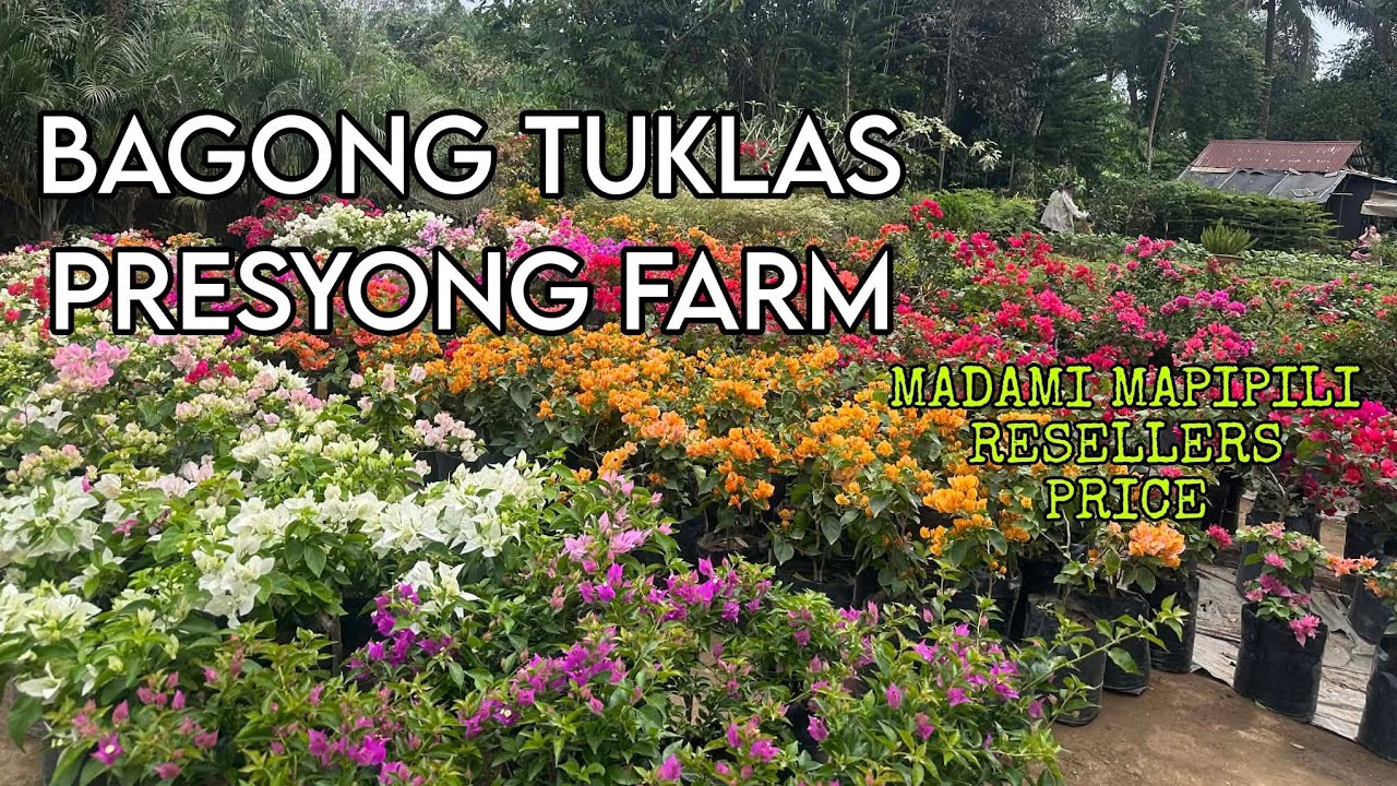 BAGONG BAGO TIG 130! SWERTE MAKUHA BONSAI TYPE! #bougainvillea #bougies #silangcavite 