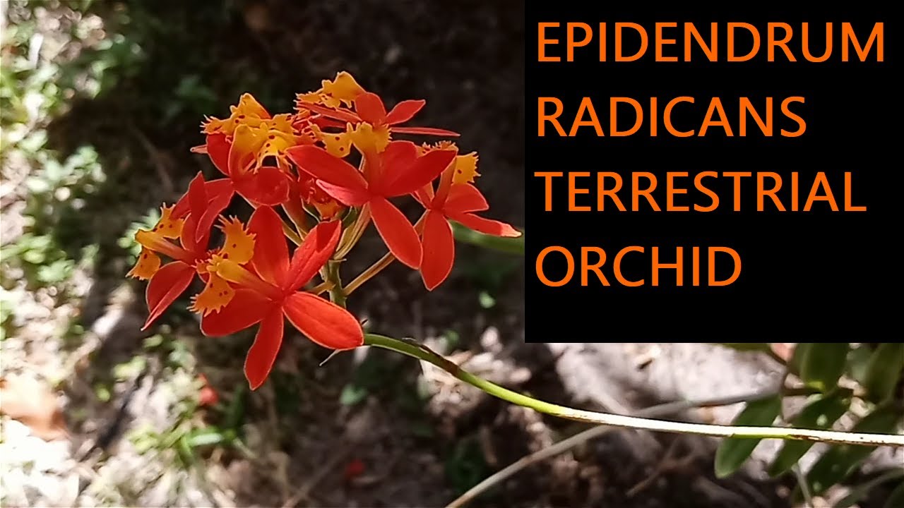 Epidendrium orchids/Epidendrium radicans/Orquidea terrestre/terrestrial orchid #orchid #epidendrum