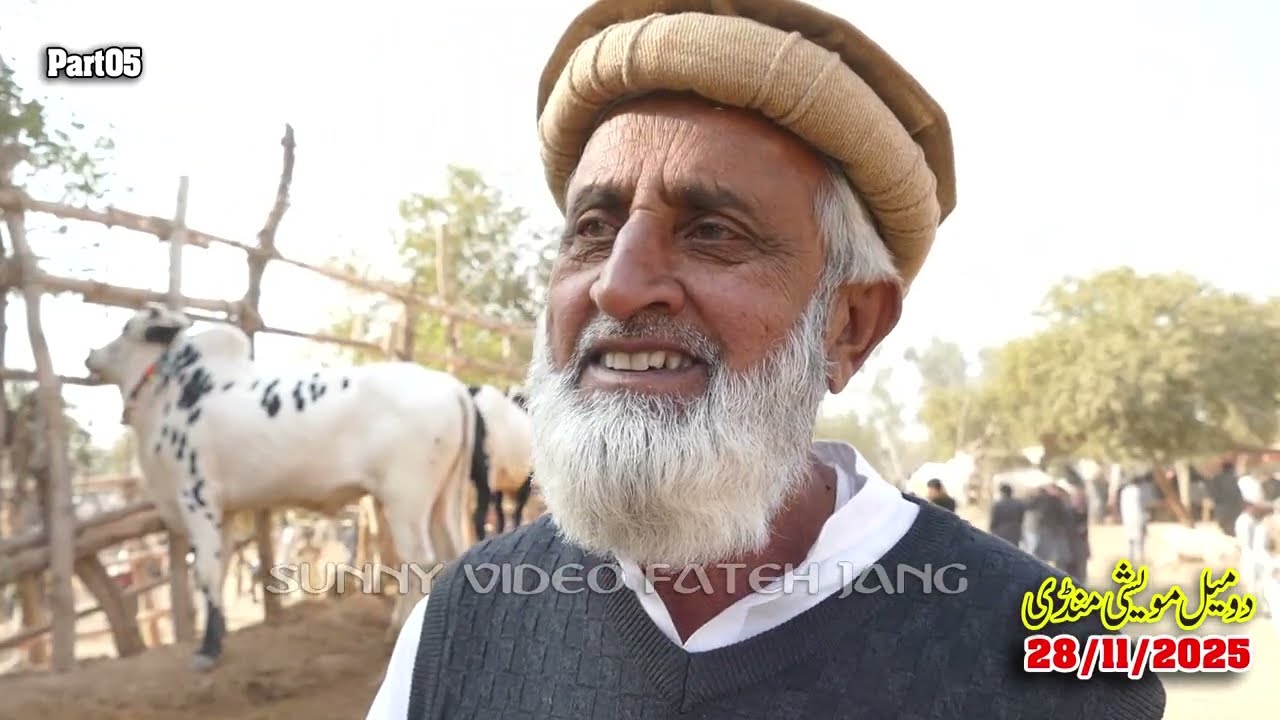 Today Domail Mandi Fatehjang Rate’s update28/Nov.2025-Part05Sunny Video Fateh Jang Cow Mandi 2025