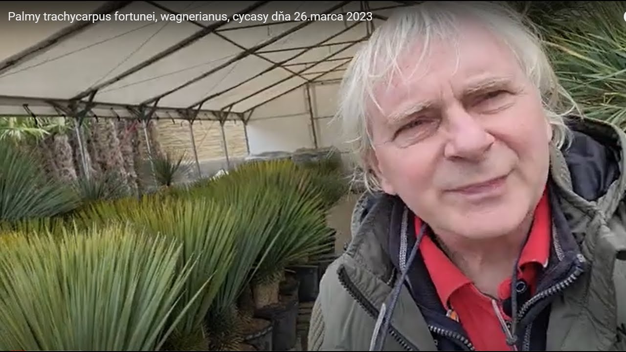 Palmy trachycarpus fortunei, wagnerianus, cycasy dňa 26.marca 2023