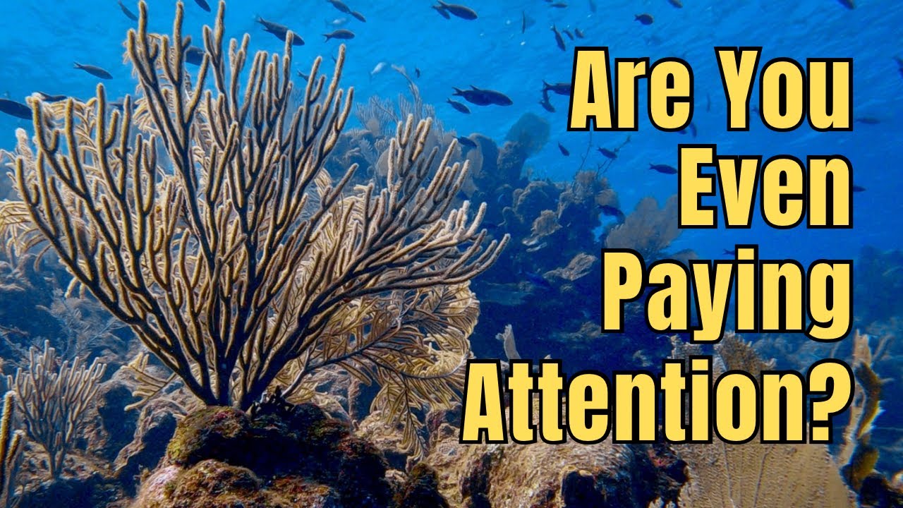 Situational Awareness & Mindfulness | A Skill Every Diver Should Have