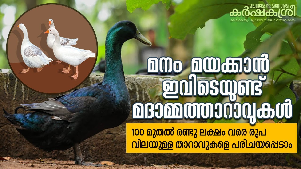 മനം മയക്കാൻ മദാമ്മത്താറാവുകൾ: 100 മുതൽ രണ്ടു ലക്ഷം വരെ രൂപ വിലയുള്ള താറാവുകളെ പരിചയപ്പെടാം