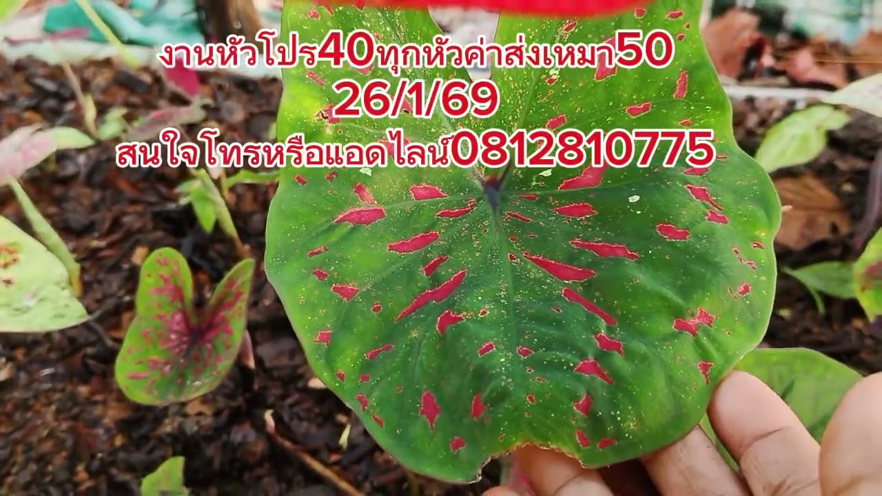 มีงานหัวบอนสีสวยๆมาแบ่ง40 ทุกต้นค่าส่งเหมา 50 ได้ทั้งโอนและปลายทางสนใจโทรหรือแอ๊ดไลน์081 281 0775