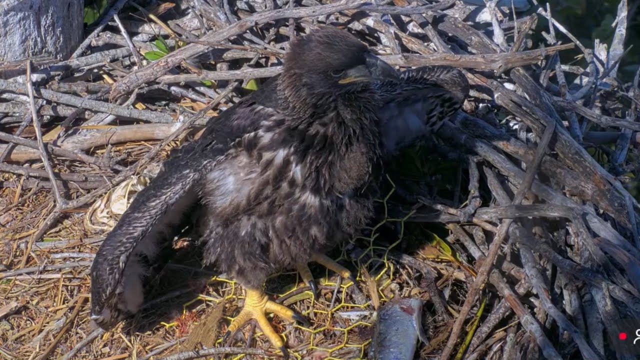 Quinn Heraldic pose | Captiva Eagle Cam | Feb 8, 2026
