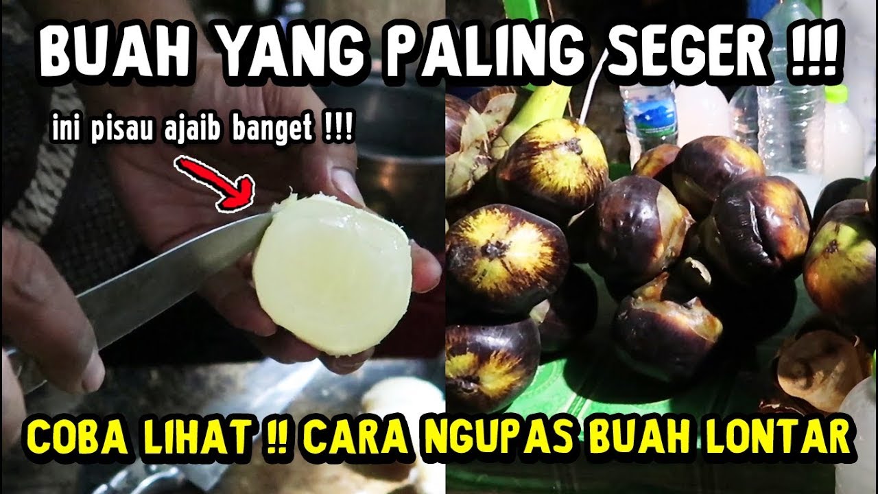 JAGO BANGET NGUPASNYA !!! CARA YANG BENAR MAKAN BUAH LONTAR !!! Buah yang paling seger banget !!