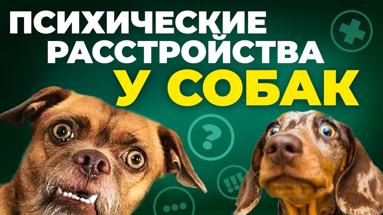 Компульсивные расстройства у животных | Елизавета Крупина