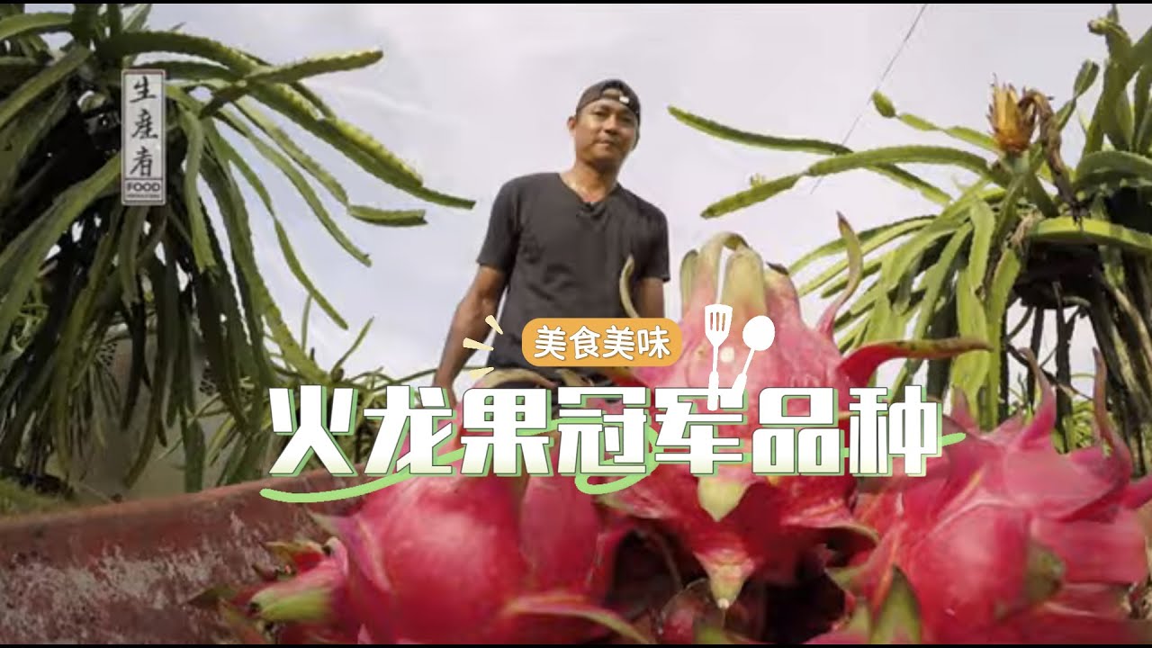 【生产者 Food Producers S1】坚持与成功：如何培养南美火龙果冠军品种