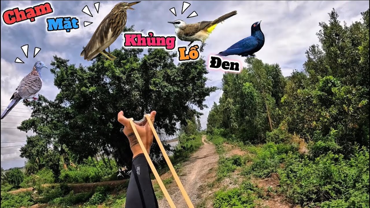 Tuấn nhỏ || dùng ná cao su bắn hạ vài con cò và tu hú về ra đồng nấu nướng lai rai cùng team....