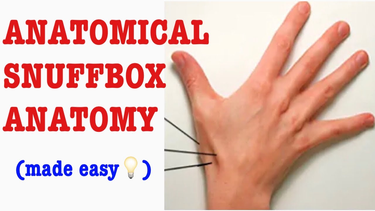 ANATOMICAL SNUFFBOX: EASY WAY TO REMEMBER IT: D&N Medical Series