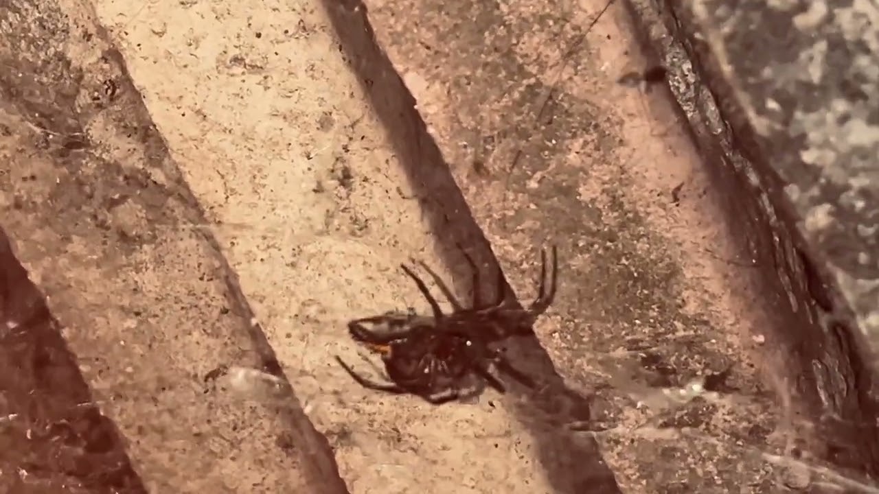 noble false widows spider vs larva ladybug