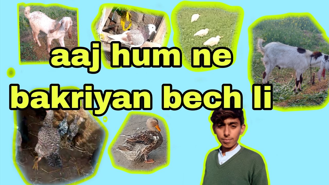 Aaj humne bakre bhej Liye 🐐🐐