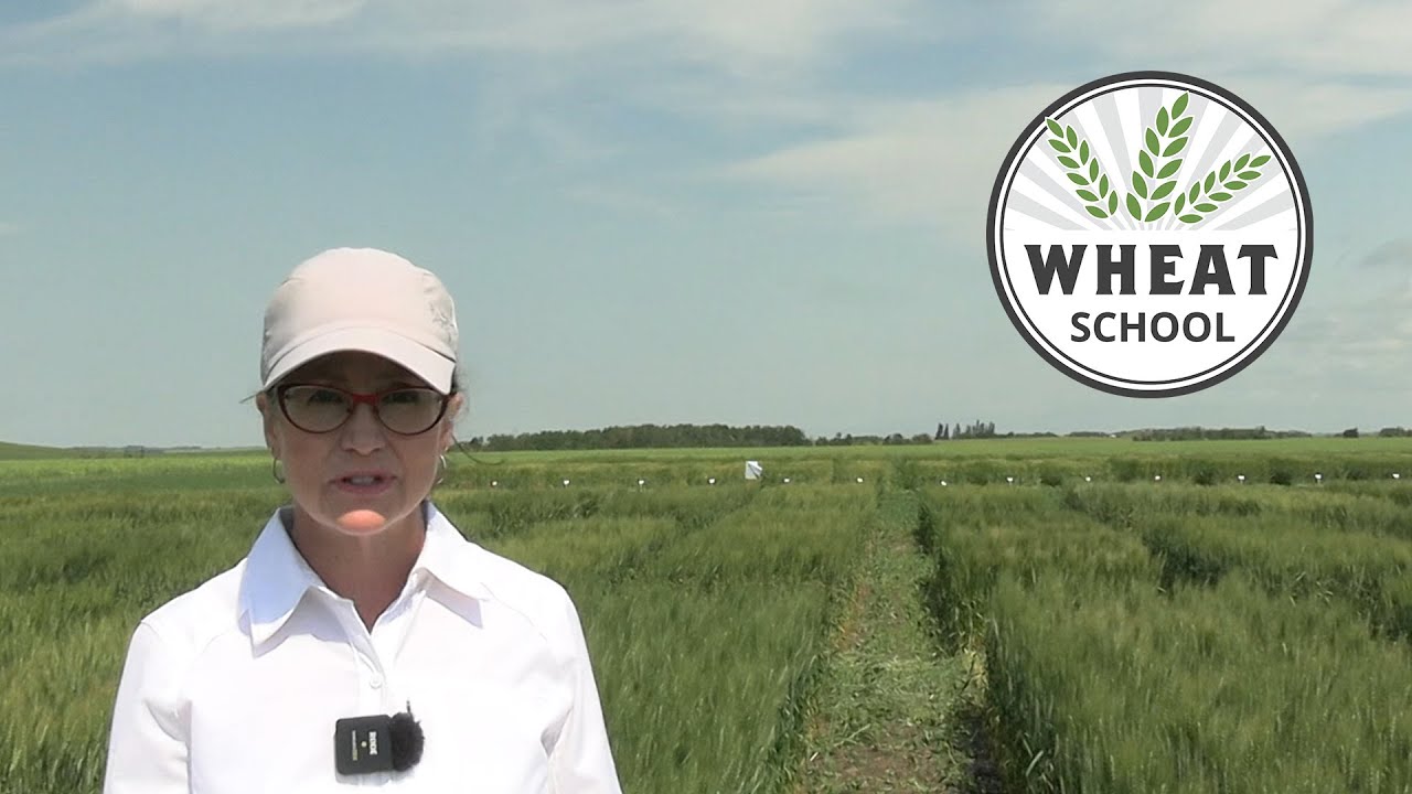 Wheat School: What is a pre-harvest interval and why does it matter?