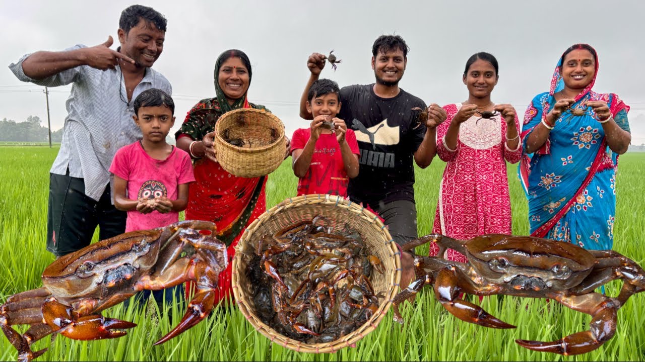 বৃষ্টির দিনে গ্রামের ধান জমিতে কাঁকড়া ধরা || Crab hunting in paddy fields during the rainy season..