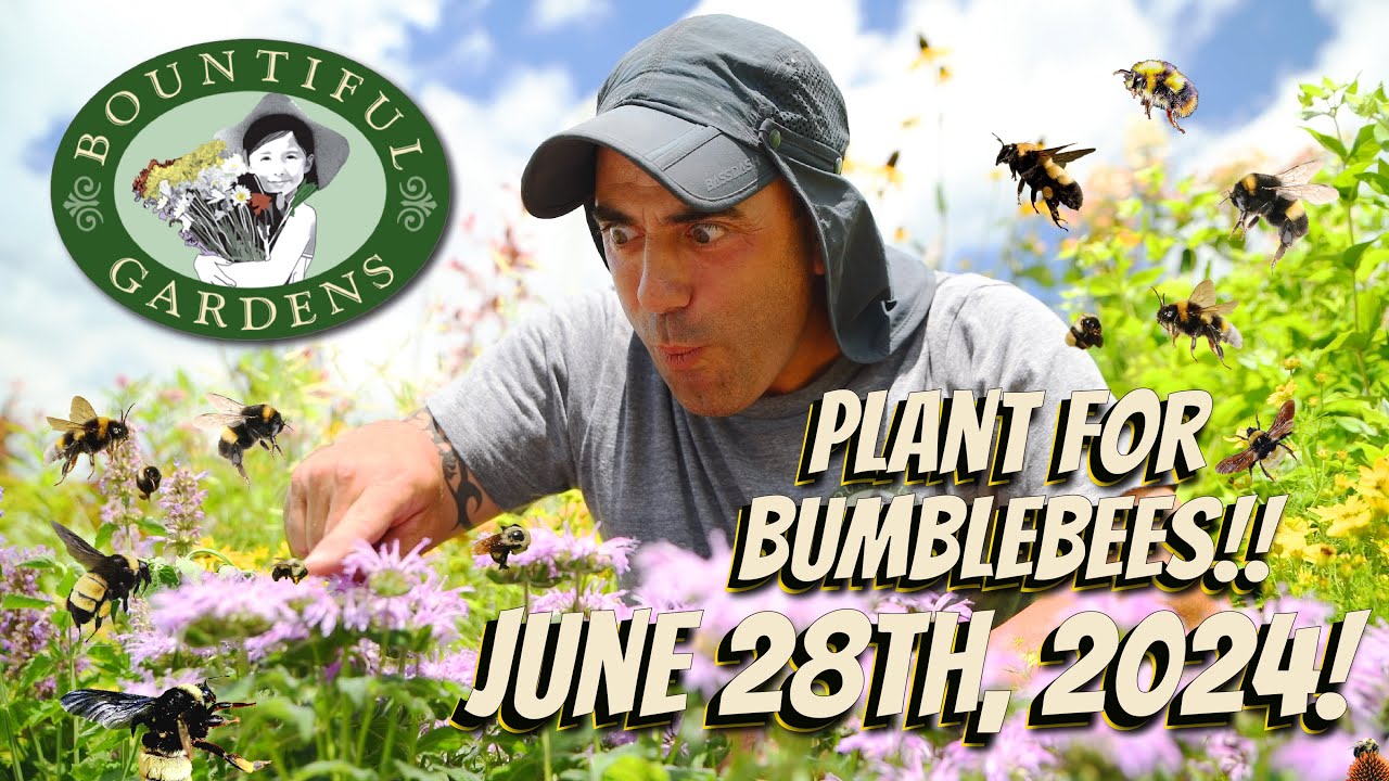 Pollinator Spotlight: Bumblebees! - The BEST Plants for Nectar, Pollen and Habitat!